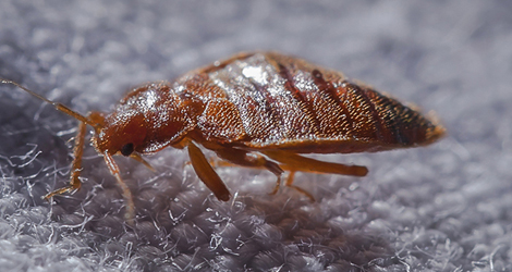 Effective Tips To Keep Pests At Bay