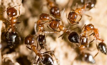 Ant Removal