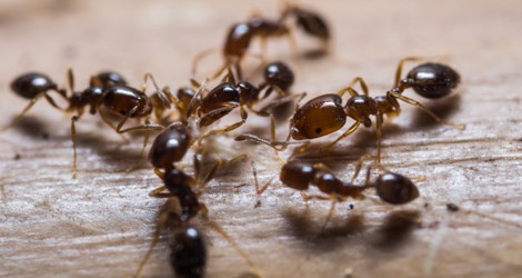 Ant Removal