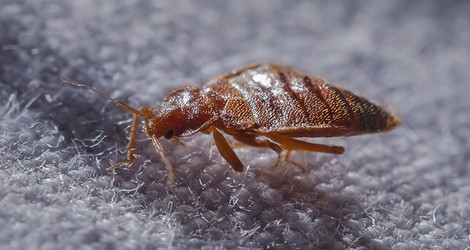 Bed Bug Extermination