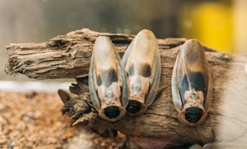 Cockroach Removal