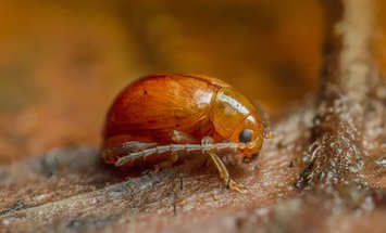 Fleas Removal