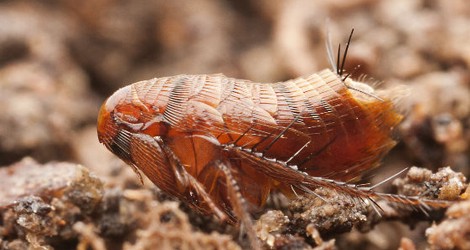 fleas