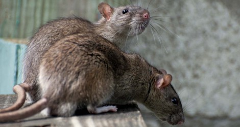 rodent