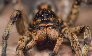 Spider Removal