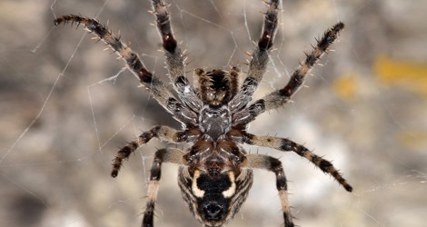 Spider Removal