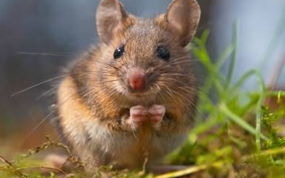 8 Useful Tips to Prevent Rodents from Invading Your Home